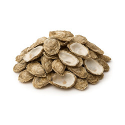 Hand Collected Clean Oyster Shells (30 Pack)-Decorative Shells for Craft, Wedding Favors & Home Decor